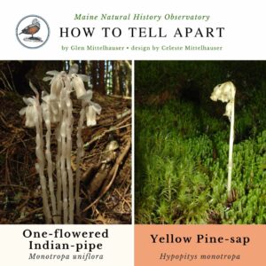 Plant identification infographic guide to One-flowered Indian Piper vs Yellow Pine Sap