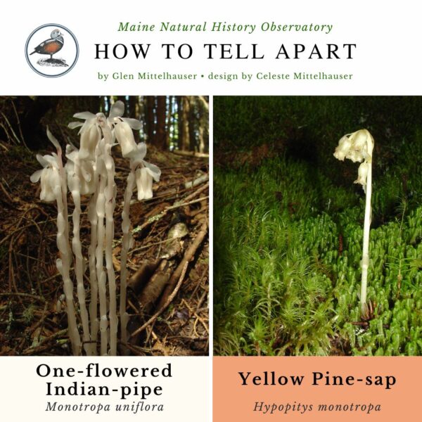 Plant identification infographic guide to One-flowered Indian Piper vs Yellow Pine Sap