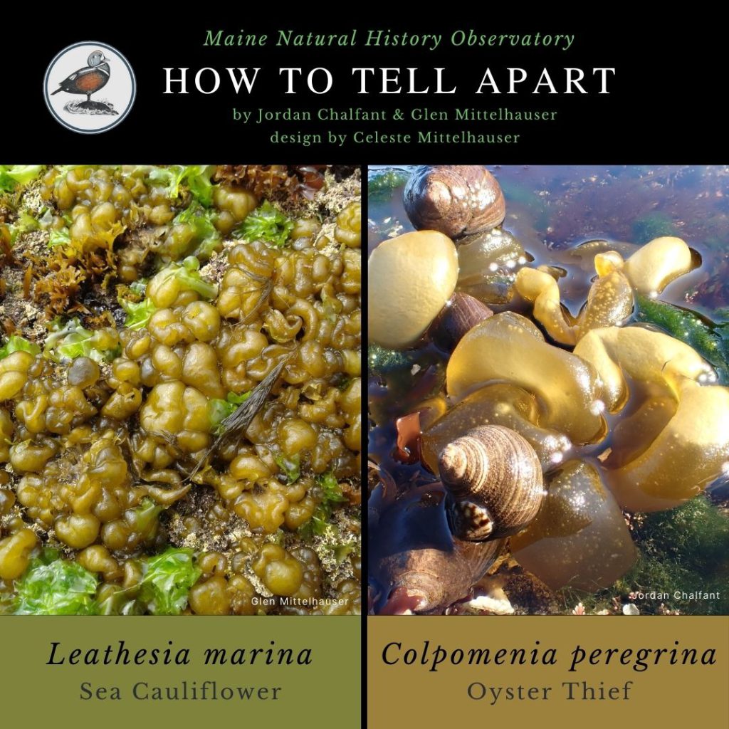 Leathesia marina vs. Colpomenia peregrina