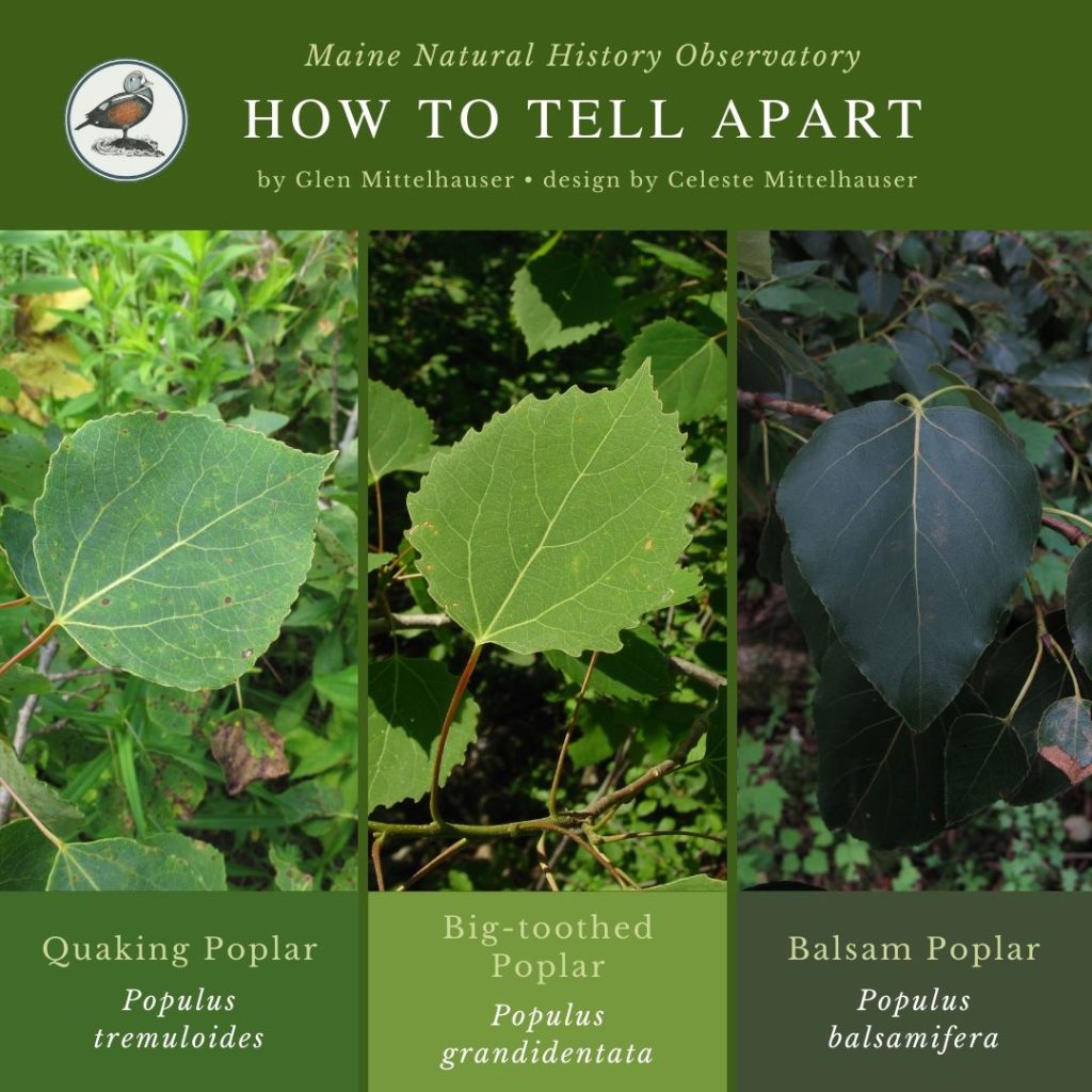 Quaking Poplar, Big-toothed Poplar, & Balsam Poplar