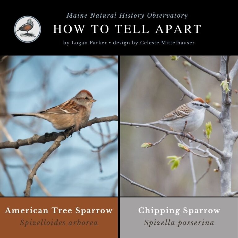 Bird identification infographic guide to American Tree Sparrow vs Chipping Sparrow