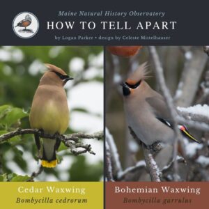 Bird identification infographic guide to Cedar Waxwing vs Bohemian Waxwing