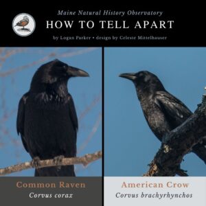 HTTA - Crows and Ravens (1) Bird identification infographic guide to crows and ravens