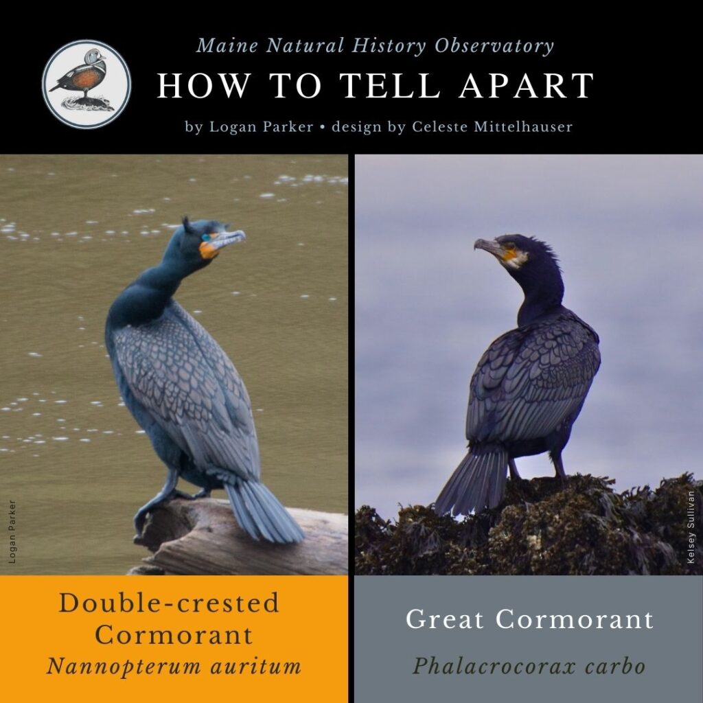Great Cormorant vs. Double-crested Cormorant