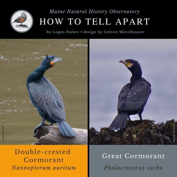 Bird identification infographic guide to Great Cormorant vs. Double-crested Cormorant