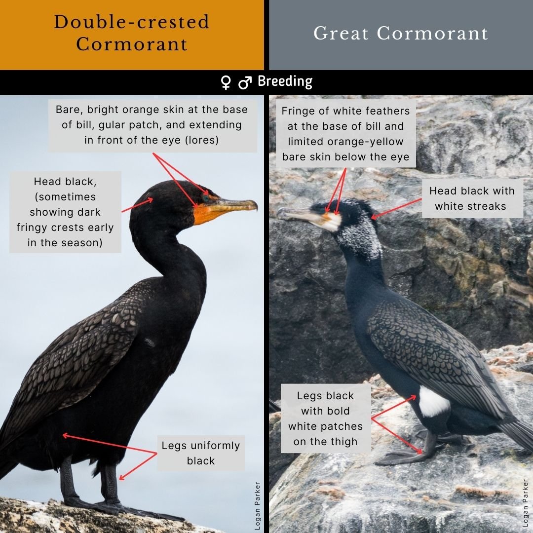 Great Cormorant Vs Double crested Cormorant