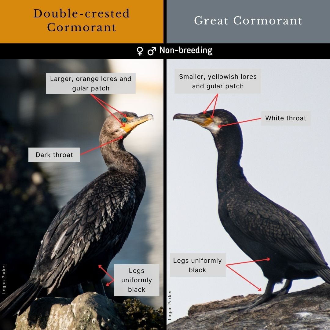 Great Cormorant Vs Double crested Cormorant