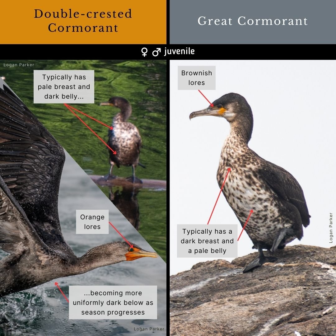 Great Cormorant Vs Double crested Cormorant