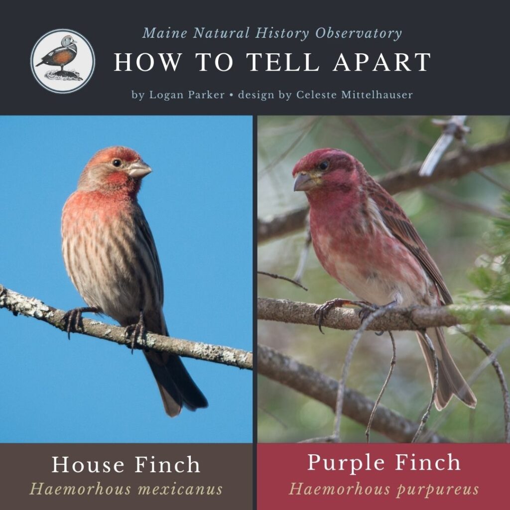 House Finch vs. Purple Finch