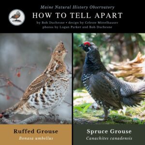 Bird identification infographic guide to Ruffed Grouse and Spruce Grouse