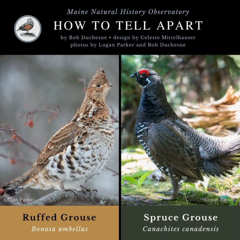 Bird identification infographic guide to Ruffed Grouse and Spruce Grouse