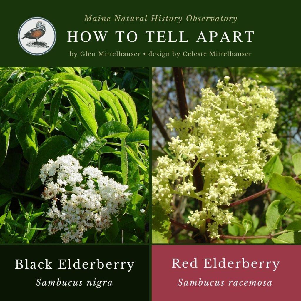 Black Elderberry vs. Red Elderberry
