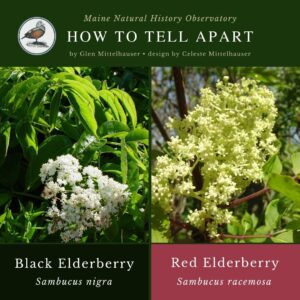 plant identification infographic guide to Black Elderberry (Sambucus nigra) and Red Elderberry (Sambucus racemosa)