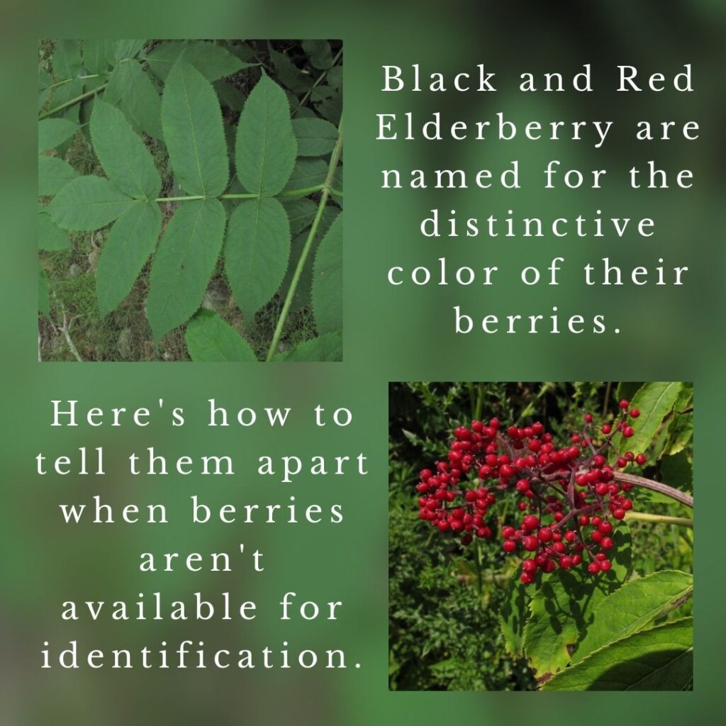 plant identification infographic guide to Balck Elderberry vs Red Elderberry