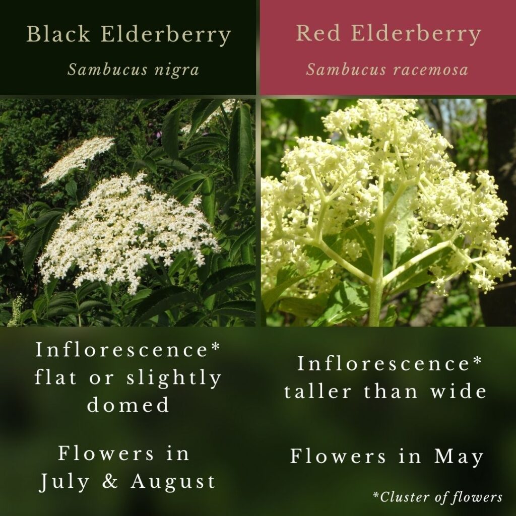 plant identification infographic guide to Black Elderberry vs Red elderberry