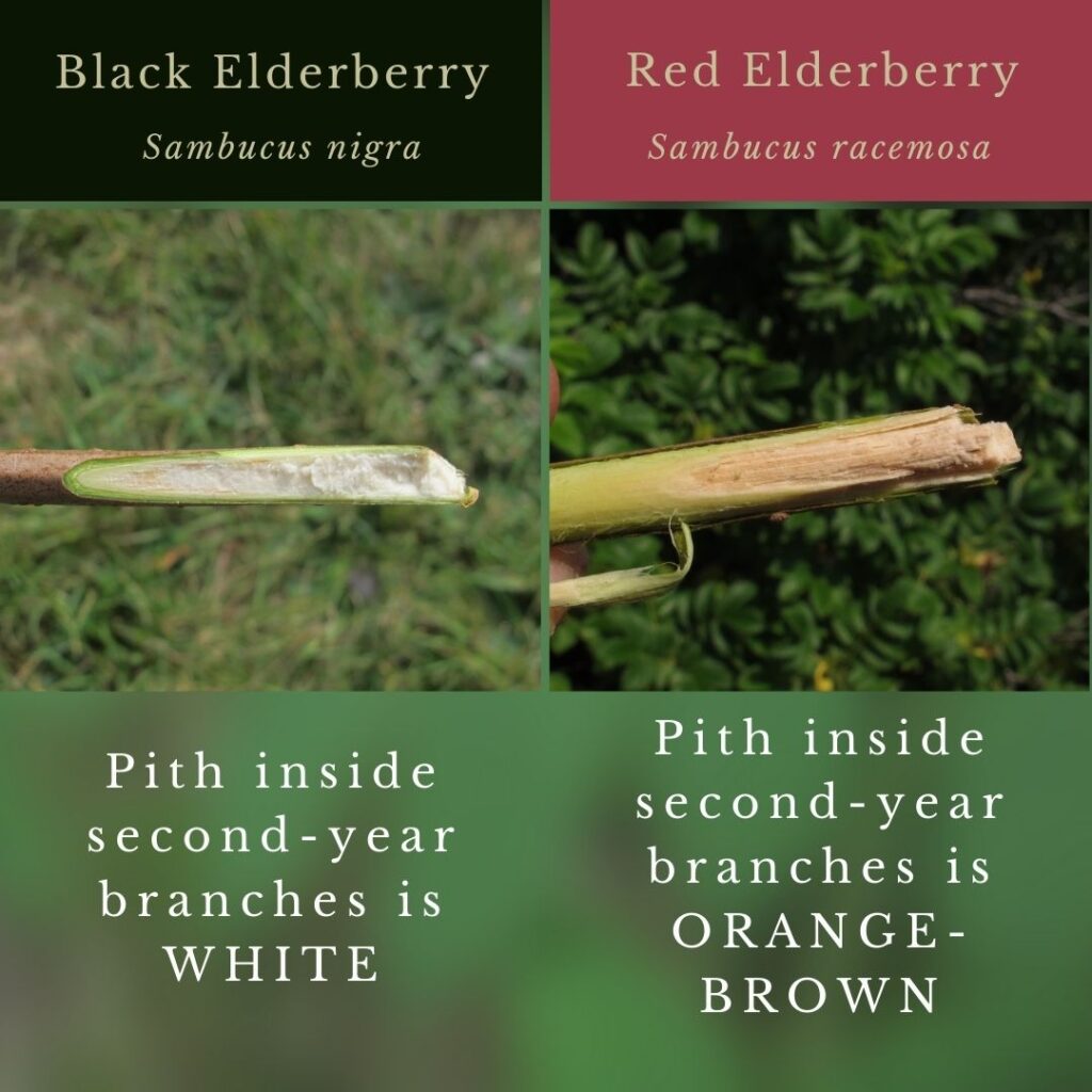 Plant identification infographic guide to Red Elderberry vs Black Elderberry