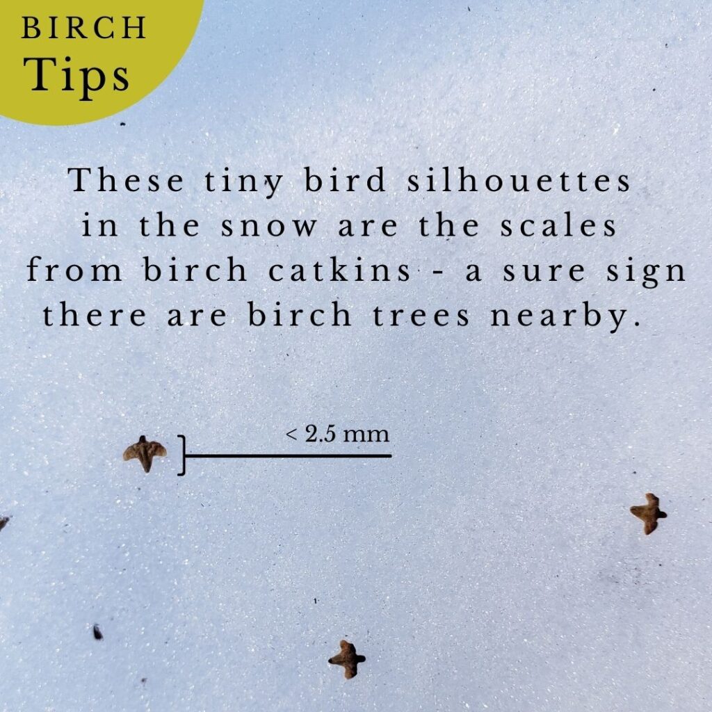 Birch seeds in the snow: How to tell if birch trees are near by