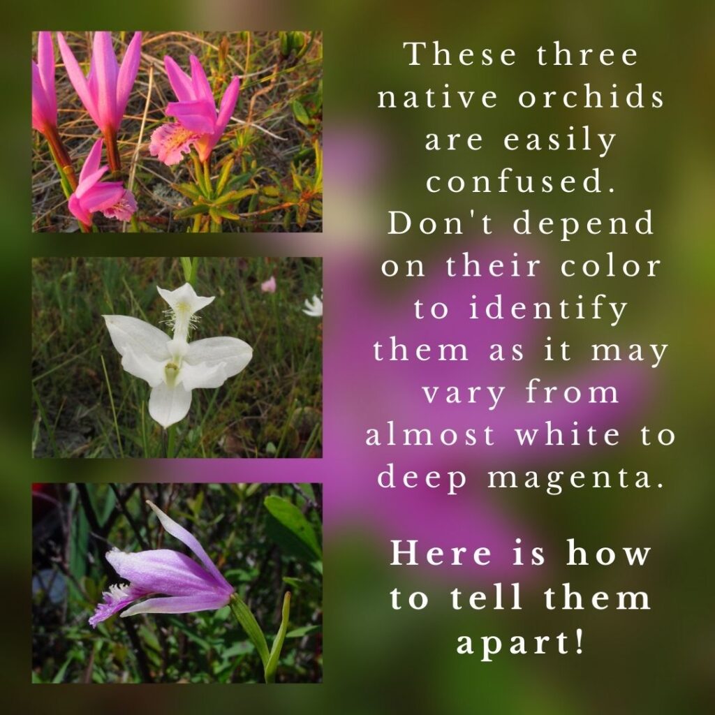 identification infographic guide to Maine native orchids