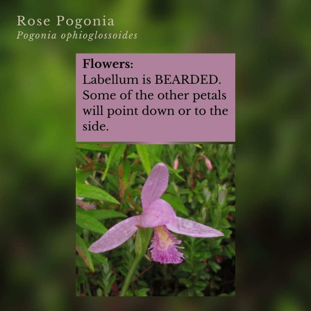 plant identification infographic guide to Rose Pogonia, Pogonia ophioglossoides