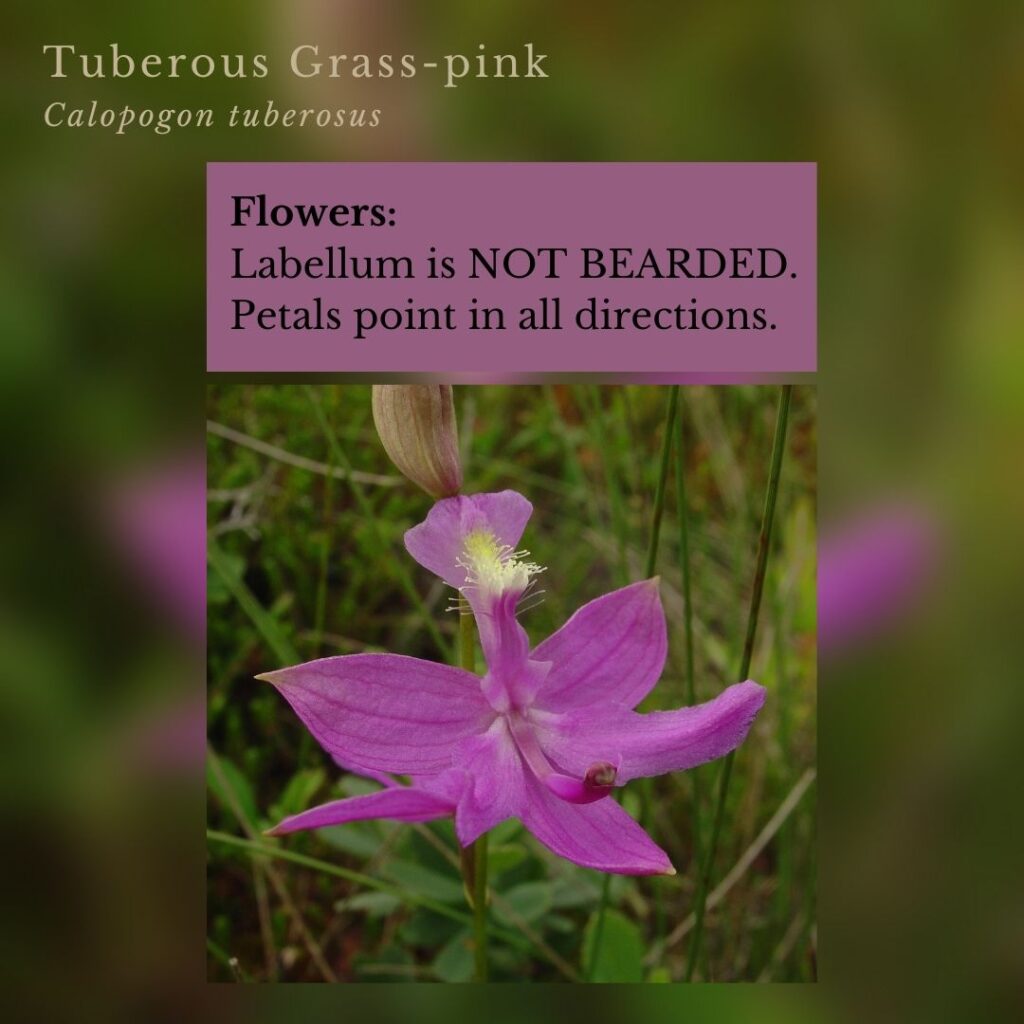 wildflower identification infographic guide to Tuberous Grass-pink, Calopogon tuberosus