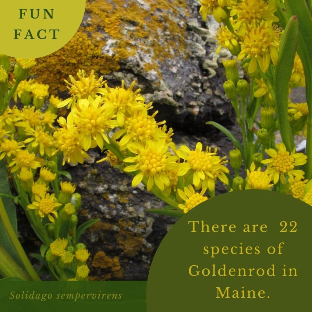 plant infographic for Goldenrod in Maine