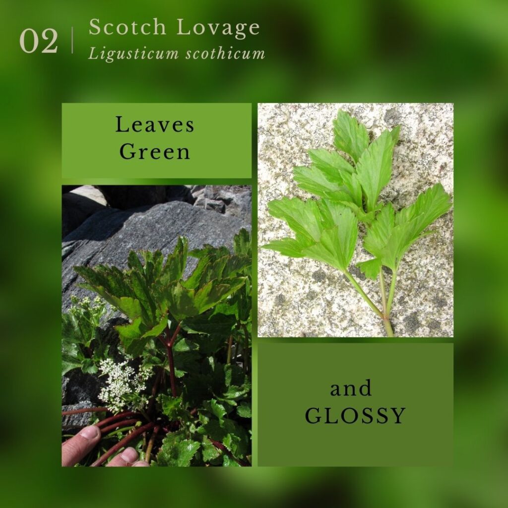 plant identification infographic guide to Scotch Lovage (Ligusticum scothicum)