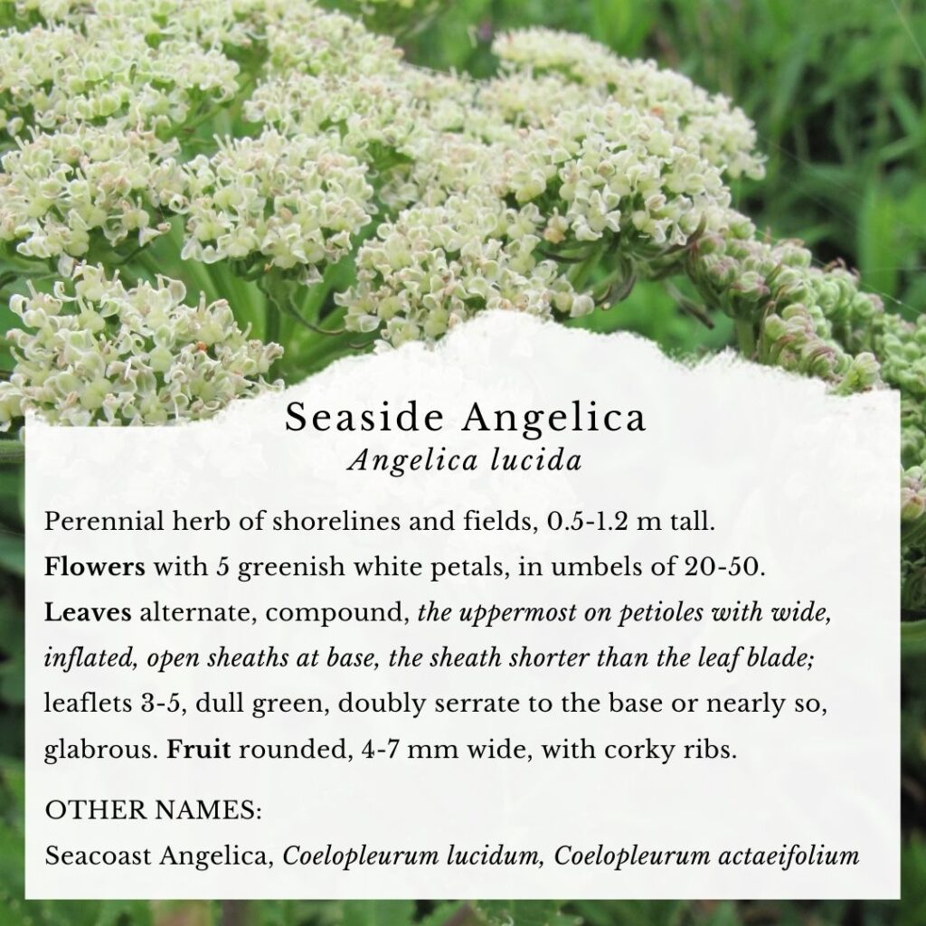 botany identification infographic guide to Seaside Angelica, Angelica lucida