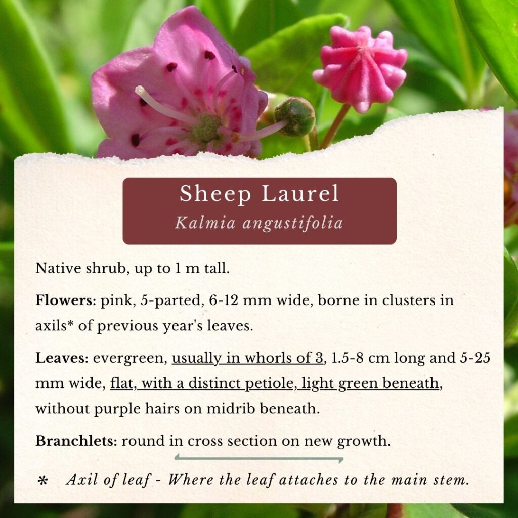 plant identification info for Sheep Laurel (Kalmia angustifolia)