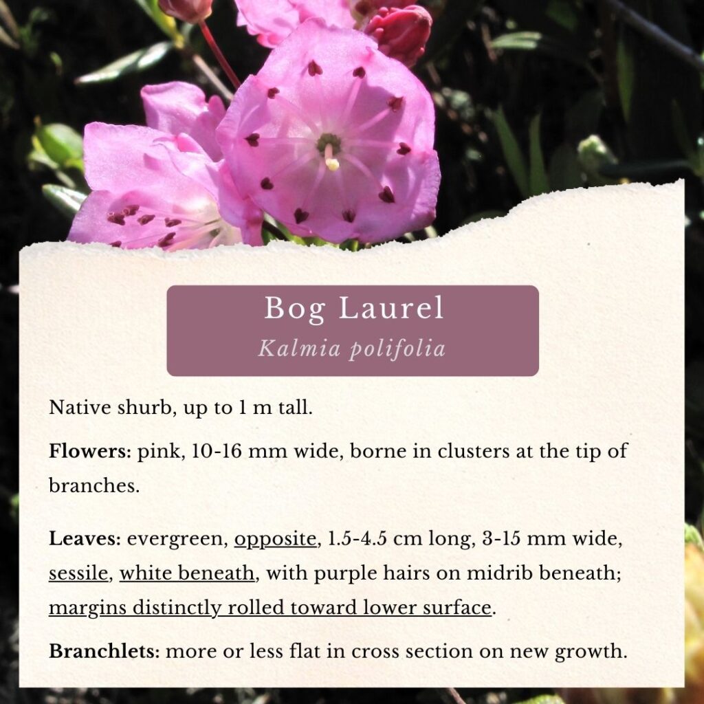 plant identification details for Bog Laurel (Kalmia polifolia)