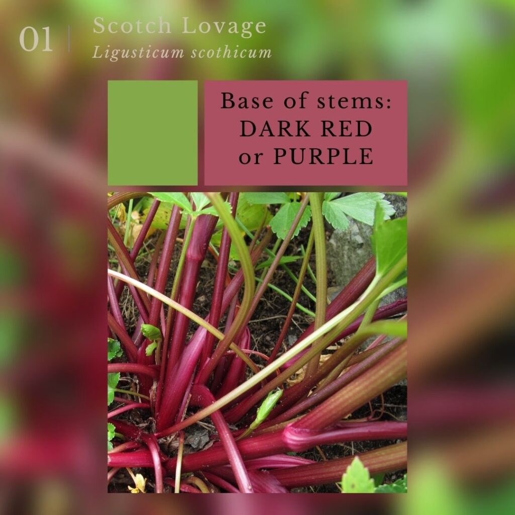 plant identification infographic for Scotch Lovage (Ligusticum scothicum)