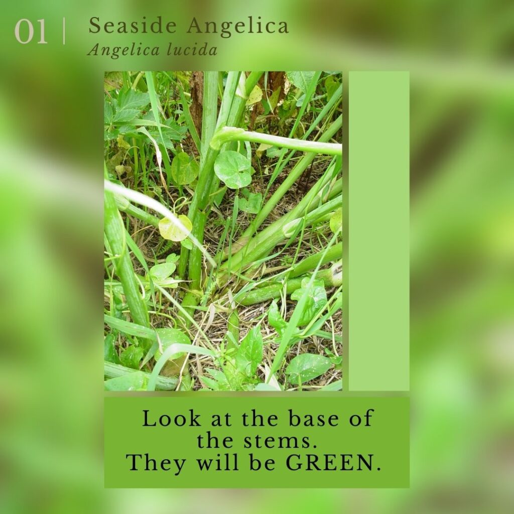 plant identification infographic guide to Seaside Angelica (Angelica lucida)