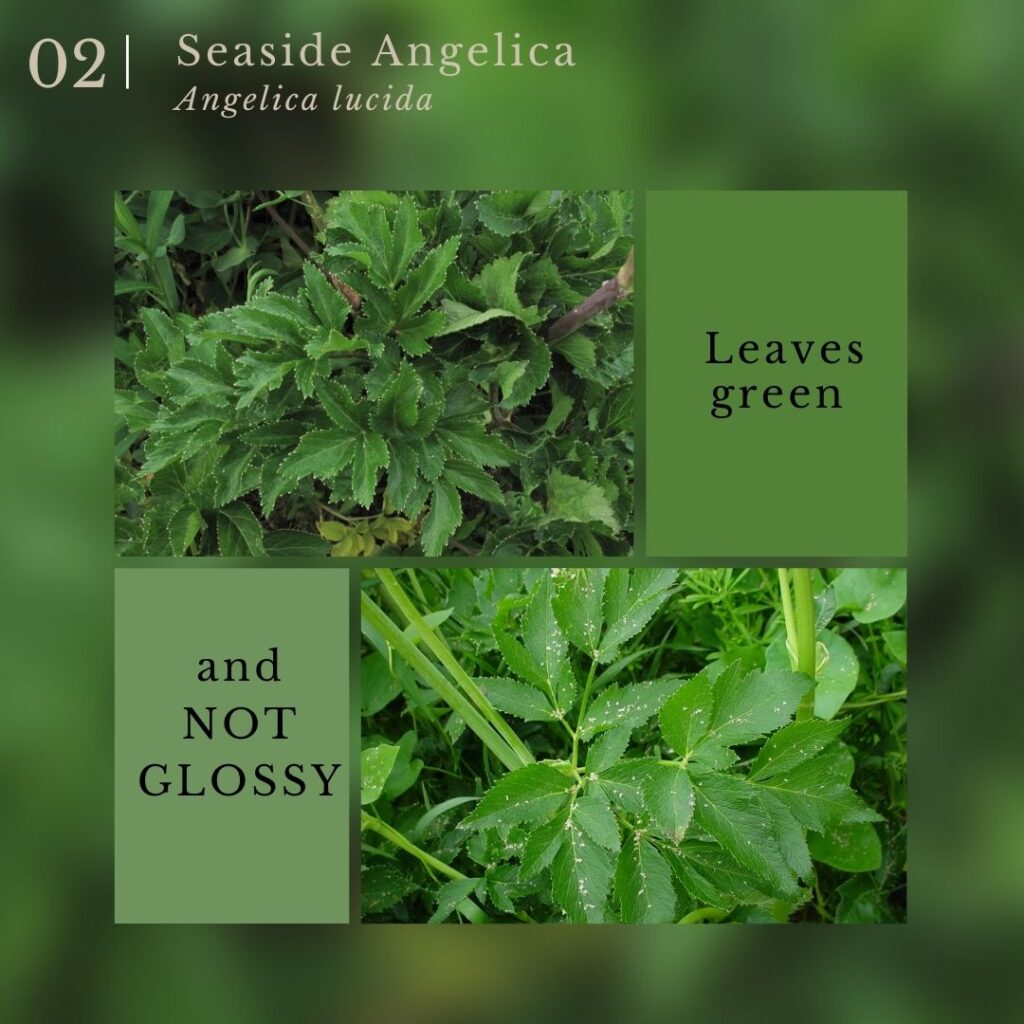plant identification infographic guide to Seaside Angelica (Angelica lucida)