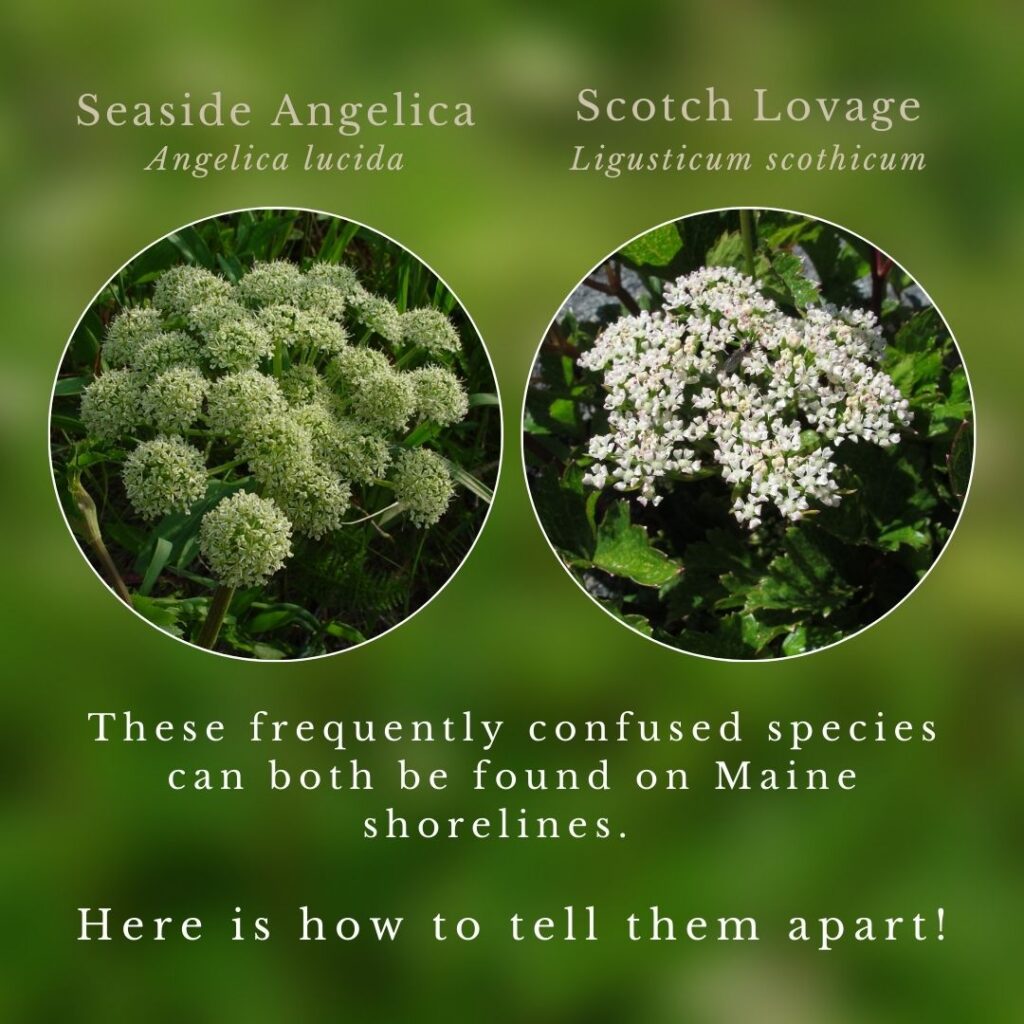 plant identification infographic guide to Seaside Angelica and Scotch Lovage