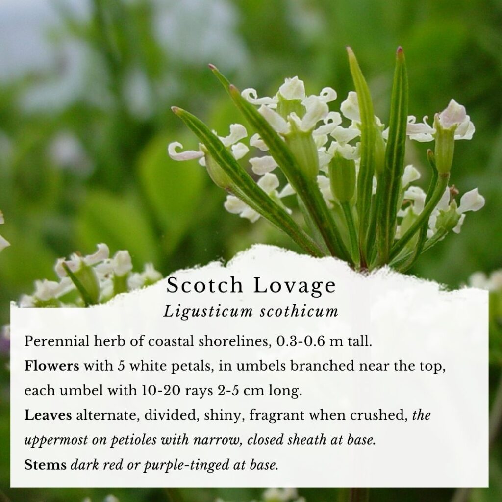 botany infographic guide to Scotch Lovage, Ligusticum scothicum