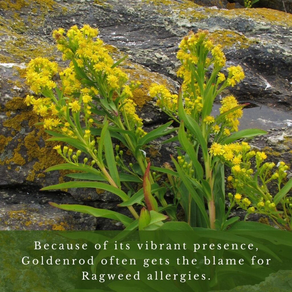 plant identification infographic guide to Goldenrod and Ragweed