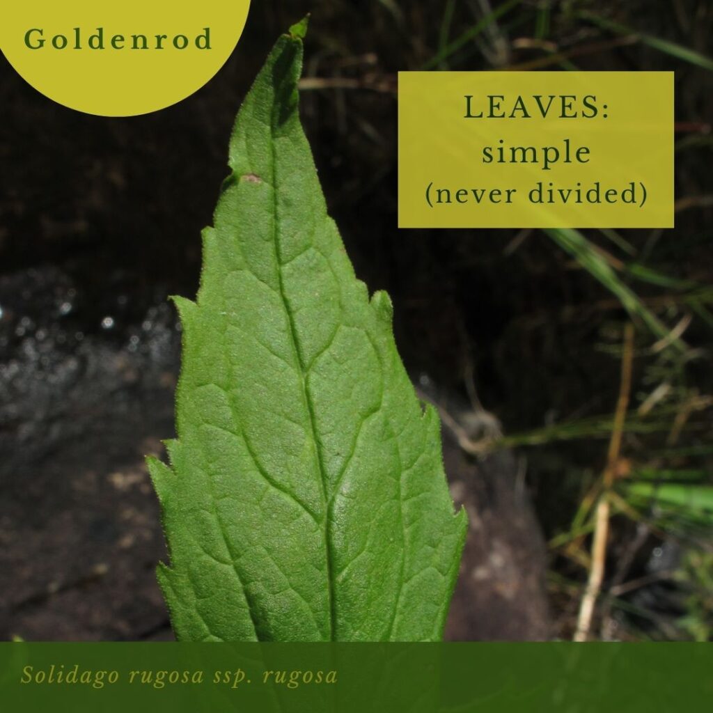 plant identification infographic guide to Goldenrod leaves