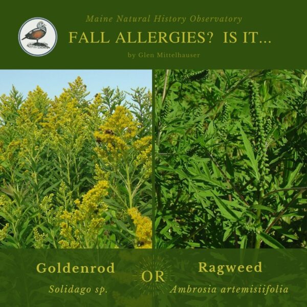 plant identification infographic guide to Goldenrod or Ragweed