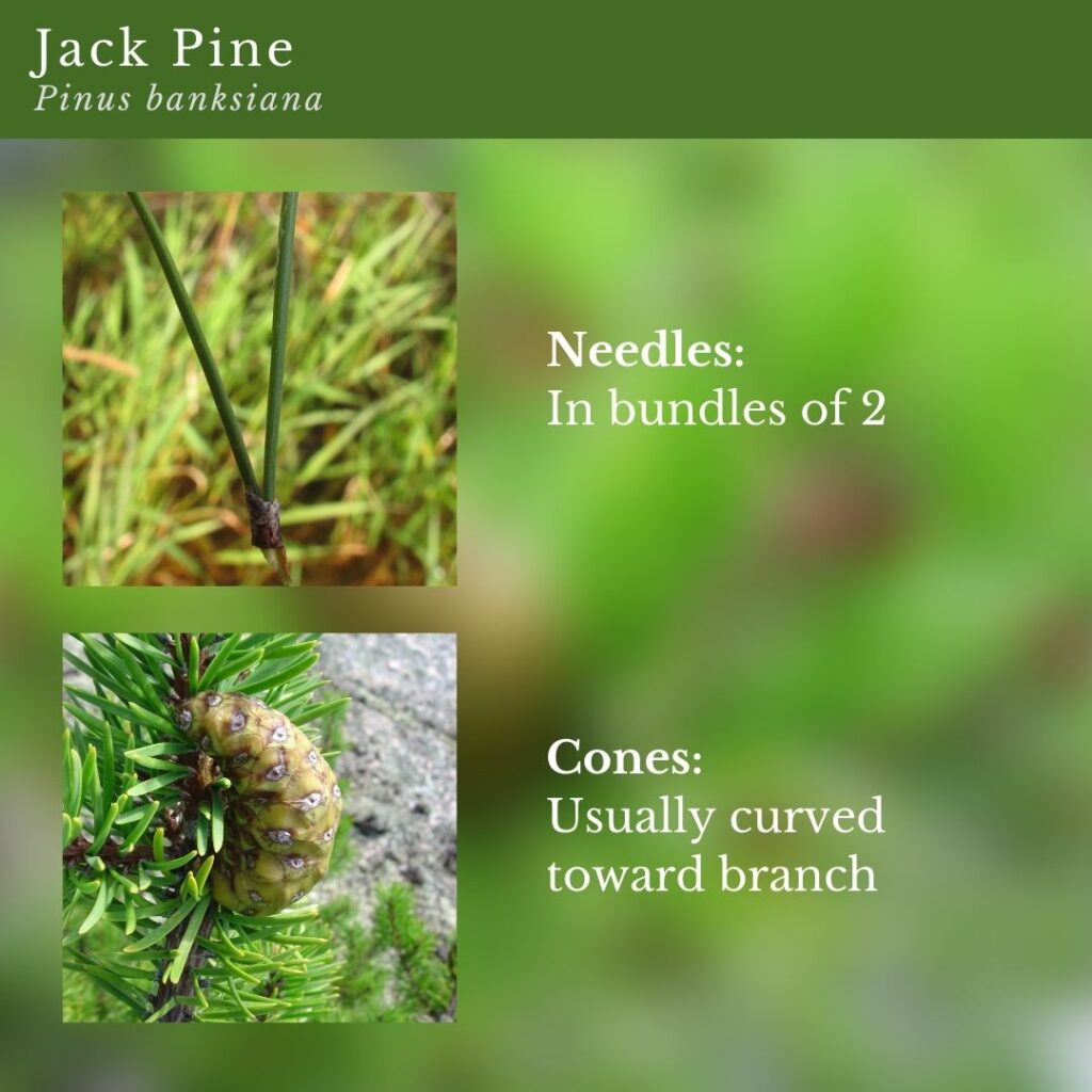 plant identification infographic guide to Jack Pine (Pinus banksiana)