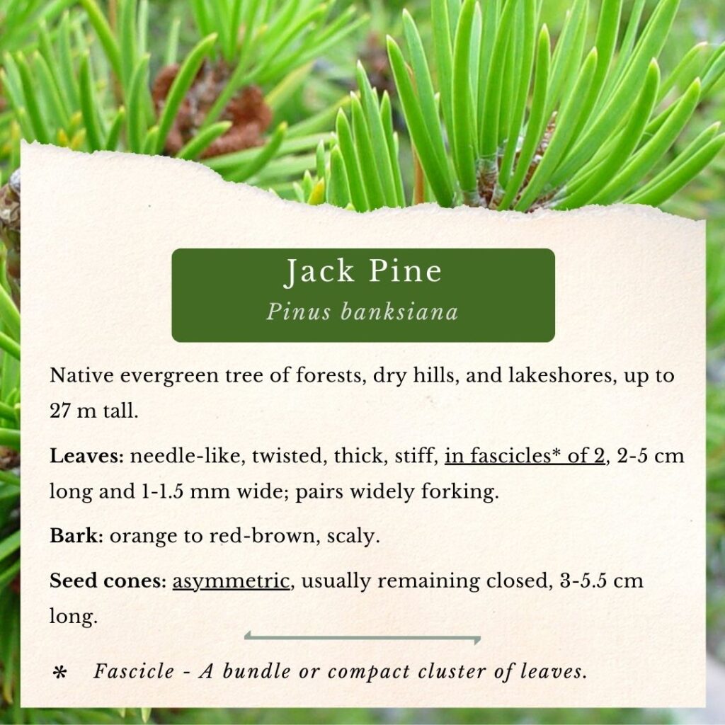 plant identification guide to Jack Pine, Pinus banksiana