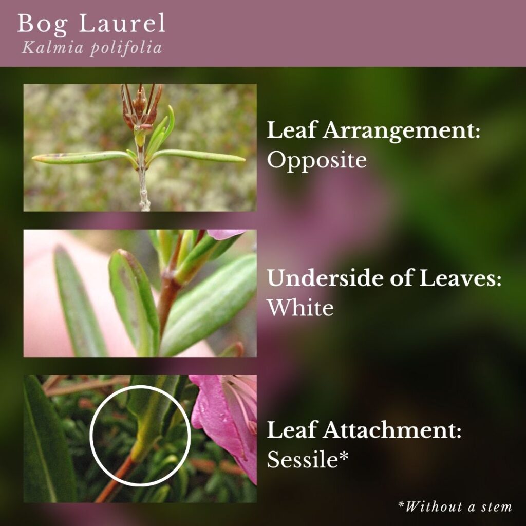 plant identification infographic guide to Bog Laurel (Kalmia polifolia)