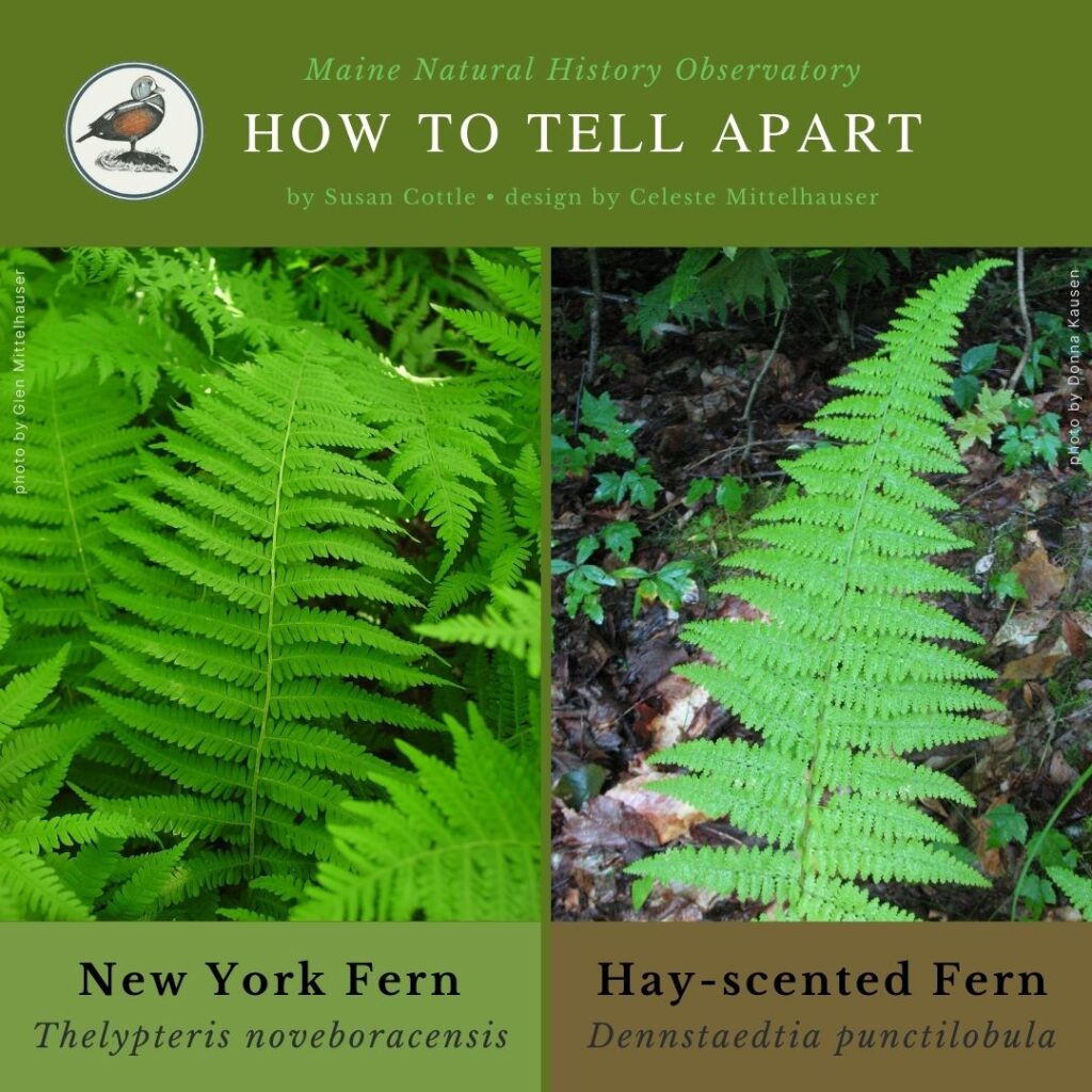 New York Fern vs. Hay-scented Fern