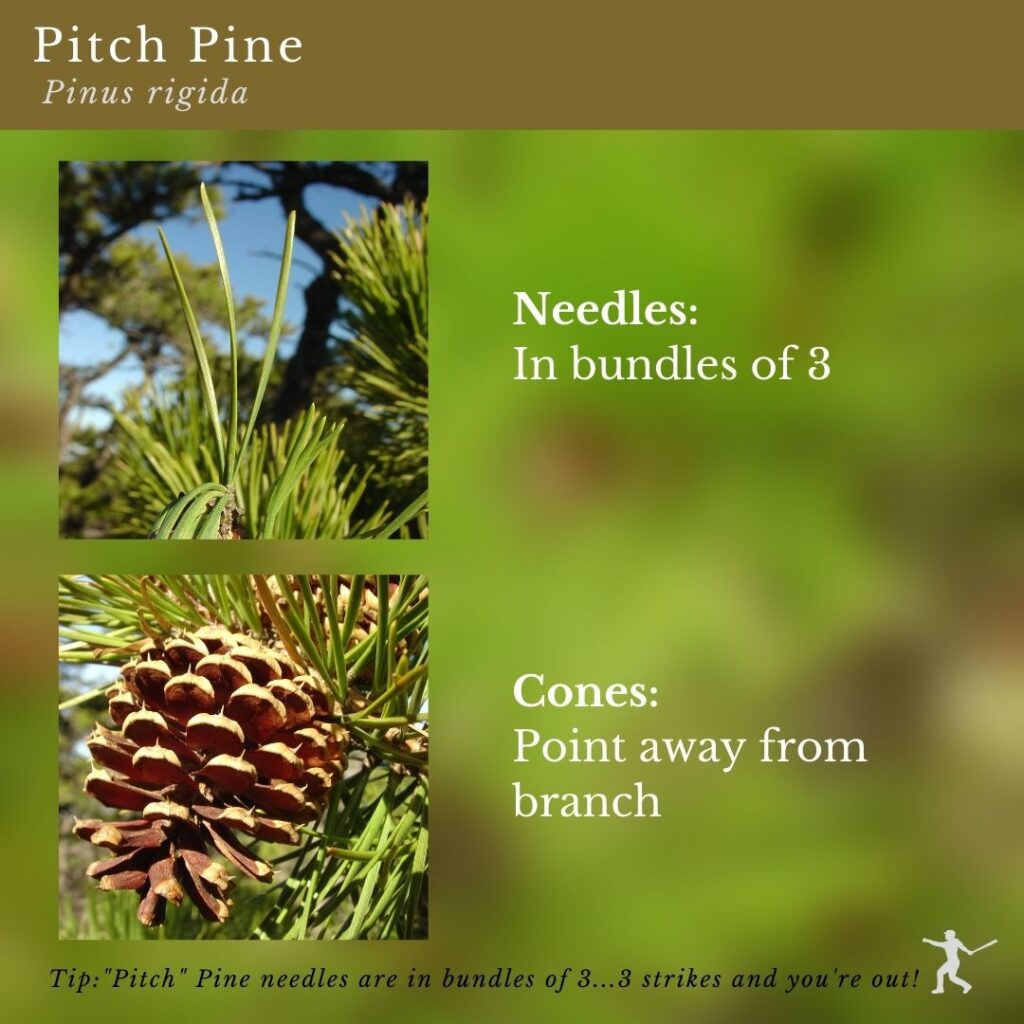 plant identification infographic guide to Pitch Pine (Pinus rigida)