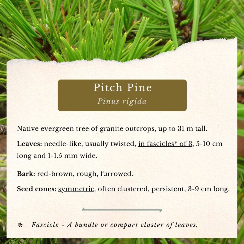 plant identification guide to Pitch Pine, Pinus rigida