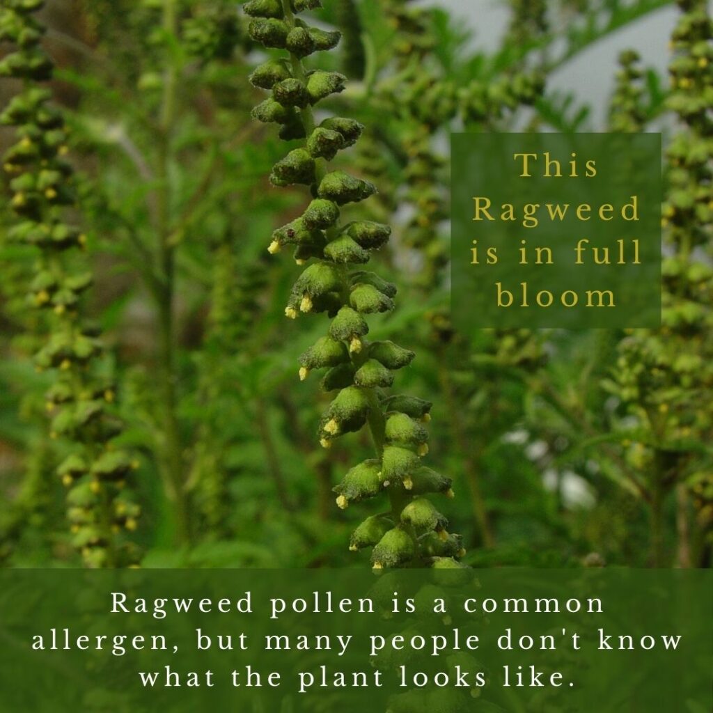 plant identification infographic guide to Ragweed