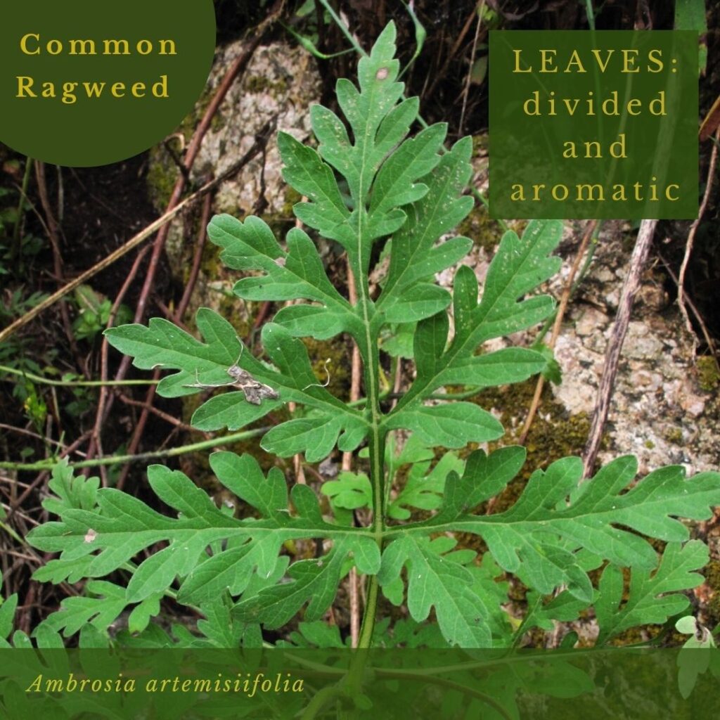 plant identification infographic guide to Ragweed leaves