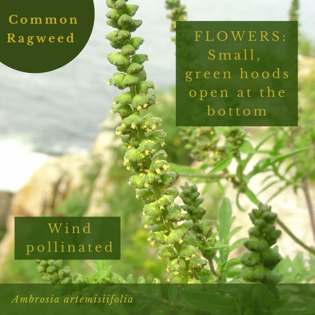 plant identification infographic guide to Common Ragweed, Ambrosia artemisiifolia