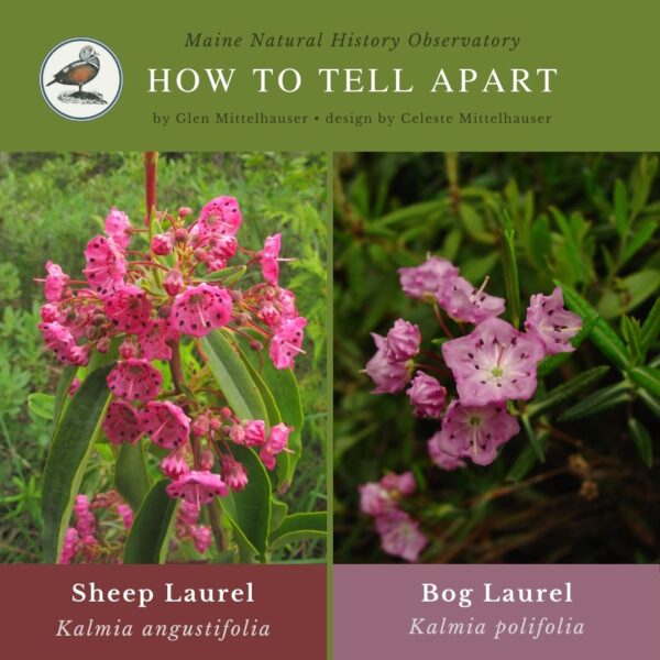 plant identification infographic guide to Sheep Laurel (Kalmia angustifolia) and Bog Laurel (Kalmia polifolia)
