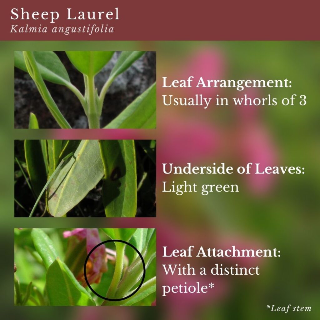 plant identification infographic guide to Sheep Laurel (Kalmia angustifolia)