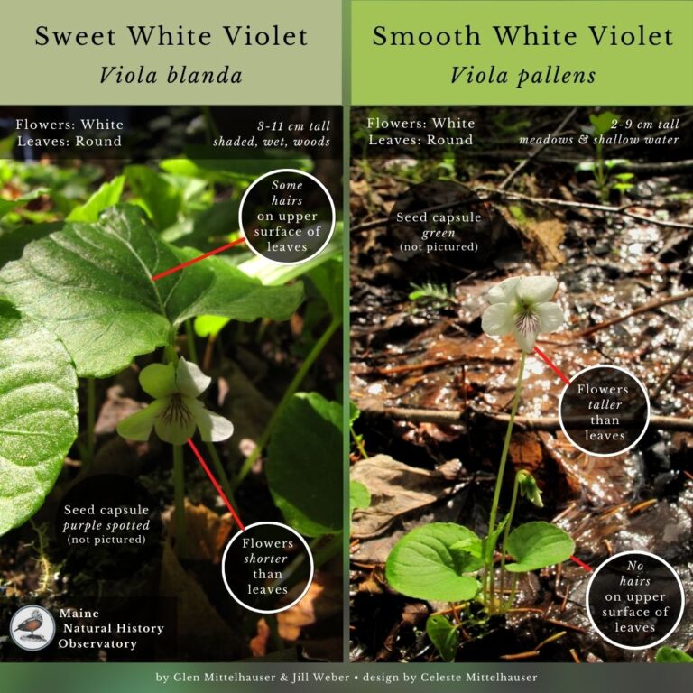 wildflower identification infographic guide to white violets, viola blanda vs viola pallens