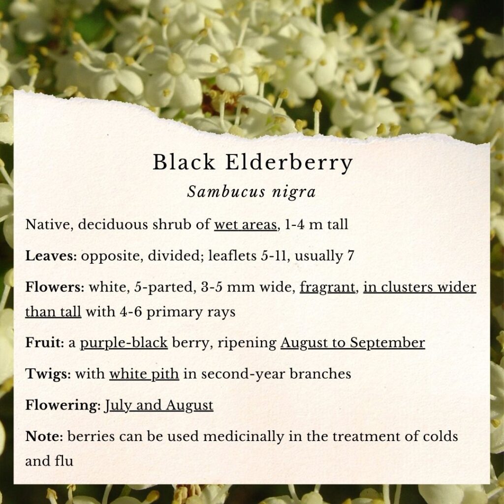 plant identification guide to Black Elderberry, Sambucus nigra